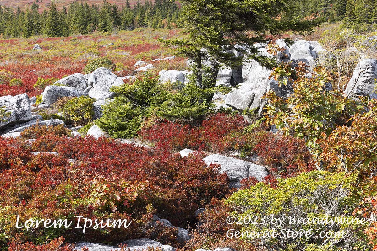 An original premium quality art print of A Planned Rock Garden in Dolly Sods WV for sale by Brandywine General Store