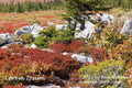 An original premium quality art print of A Planned Rock Garden in Dolly Sods WV for sale by Brandywine General Store