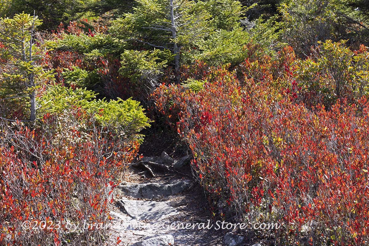 An art print of Rock Walkway into the Wilderness at Dolly Sods WV