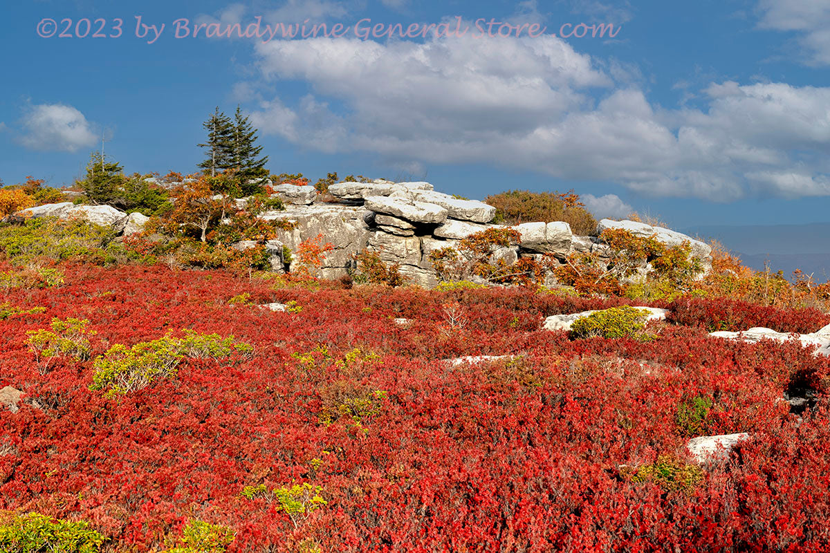 An art print of Spruce Pair High Above Red Blueberries in Dolly Sods WV