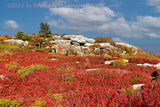 An art print of Spruce Pair High Above Red Blueberries in Dolly Sods WV