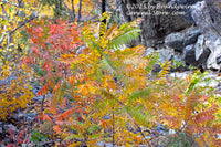 An original premium quality art print of Sumac Bushes in Red, Yellow and Green for sale by Brandywine General Store