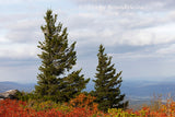 An art print of Two Flagged Spruce on Cliff Top at Bear Rock Preserve in Dolly Sods WV