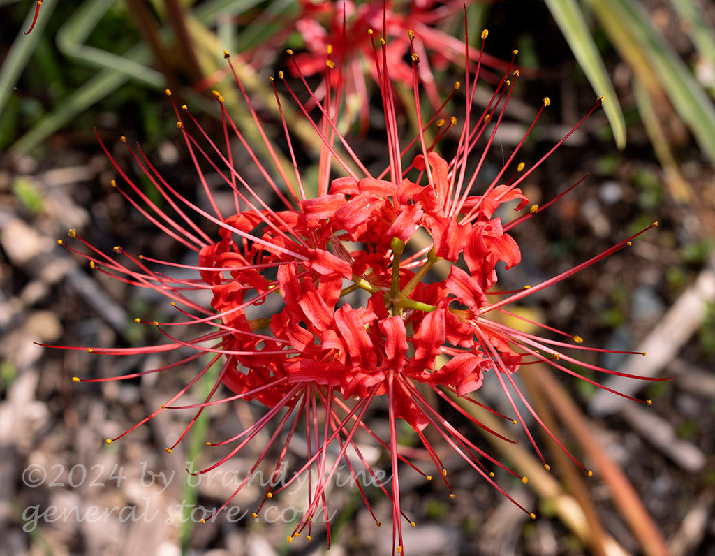 Blood Lily in full bloom art print