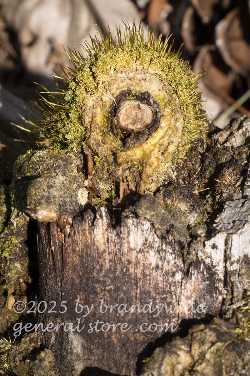 art print of moss and pine knot forming a shooters bulls eye target