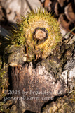 art print of moss and pine knot forming a shooters bulls eye target