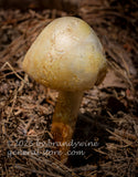 art print of close up view of Coker's Lavender staining amanita mushroom