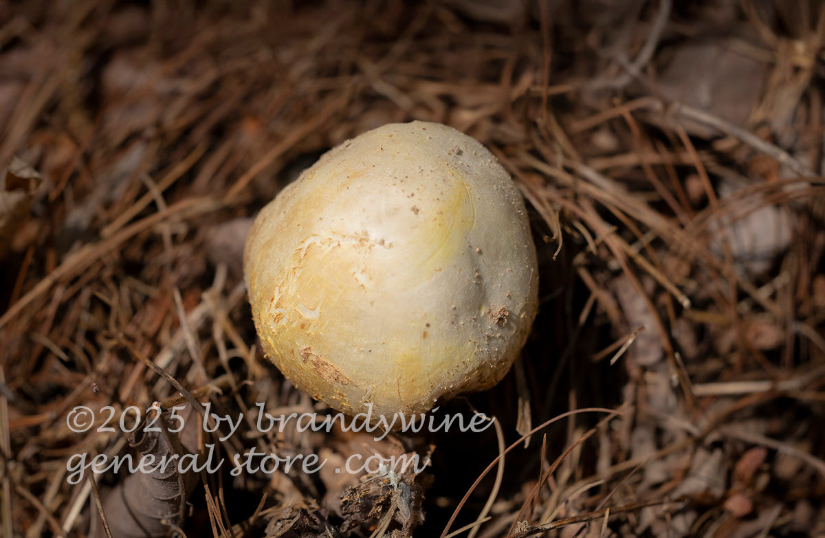 art print of macro view of the head of coker's lavender staining amanita mushroom