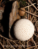 art print of common puffball and common earthball on forest floor
