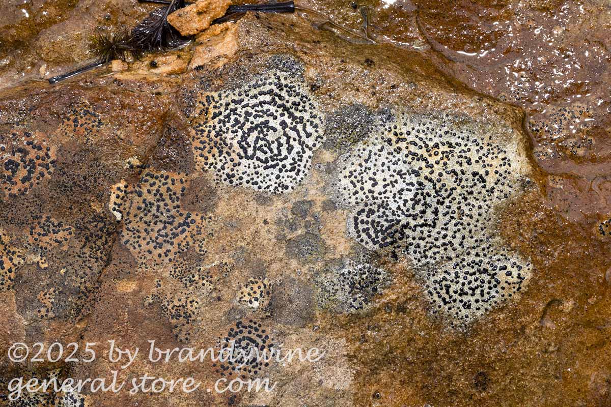 art print of concentric boulder lichen in slime on a rock