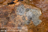 art print of concentric boulder lichen in slime on a rock
