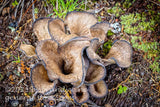 art print of colony of eastern black trumpet fungi in the forest