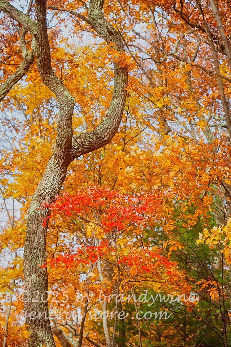 art print of forked tree in yellow and red autumn leaves