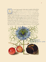 An archival premium quality art print of Love in a Mist, Sweet Cherry and Spanish Chestnut made from a medieval illuminated manuscript for sale by Brandywine General Store