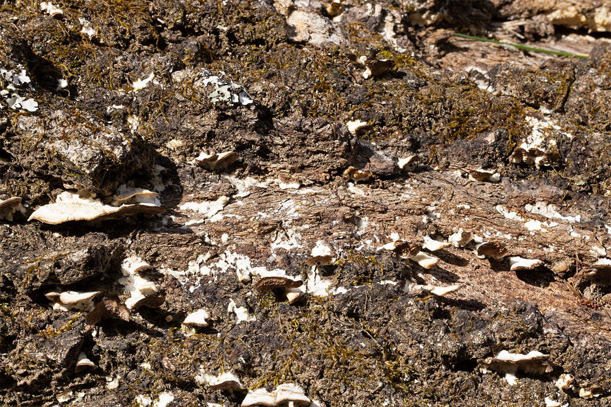 art print of Dry River Bed on Oak Log with Lichens