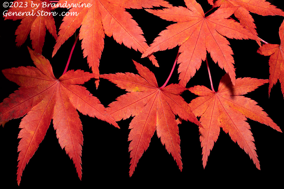 art print of festive Fall Leaves Hanging like Red Ornaments