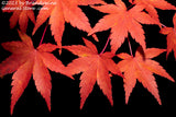 art print of festive Fall Leaves Hanging like Red Ornaments