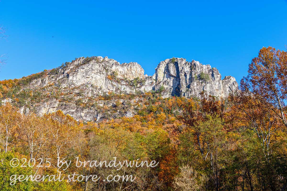 art print of Seneca Rocks in WV with sycamore and other fall trees