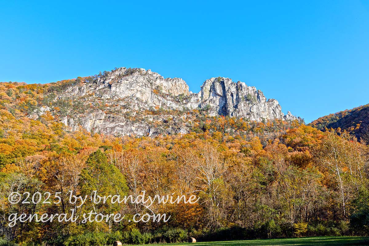 art print of Seneca Rocks with hay field and autumn trees around the base