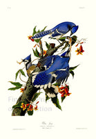 An archival premium Quality art print of the Blue Jay by John James Audubon for his ornithology book, The Birds of America for sale by Brandywine General Store.