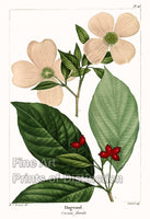 An archival premium Quality Botanical Art Print of the Dogwood by Redoute for sale by Brandywine General Store