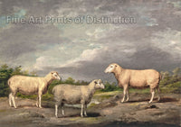 An archival premium Quality art Print of Ryelands Sheep, The King's Ram, The King's Ewe and Lord Somerville's Wether by James Ward for sale by Brandywine General Store.