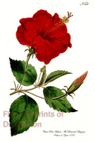 An archival premium quality botanical art print of the China Rose Hibiscus for sale by Brandywine General Store