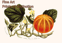 An archival premium Quality Botanical Art Print of the Cucumis Melo variety Dudaim by Louis Van Houtte for sale by Brandywine General Store