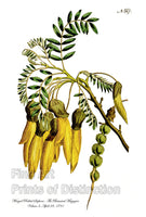 An archival premium Quality Botanical art Print of the Wing Podded Sophora, originally published in The Botanical Magazine on April 28, 1791 for sale by Brandywine General Store