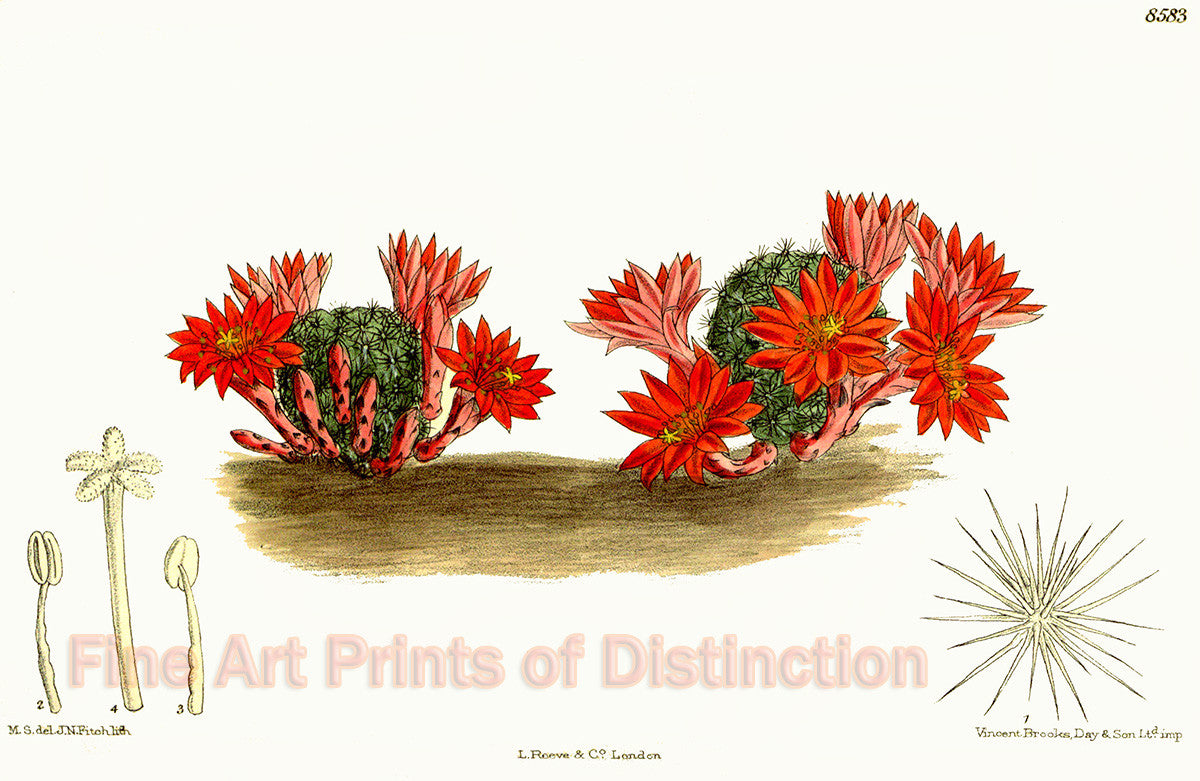An archival premium Quality Botanical Art Print of the Echinocactus Minusculus Cactus from the Curtis Botanical Magazine for sale by Brandywine General Store