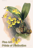An archival premium Quality Botanical Art Print of the Oncidium Ampliatum Majur Orchid by Frederic Sander for sale by Brandywine General Store