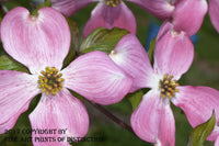 An archival premium Quality Art Print of Dogwood With Pink Bloom Painting for sale by Brandywine General Store