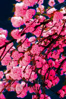 An original premium Quality art Print of Double Flowering Cherry Tree Blossoms for sale by Brandywine General Store