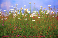 An archival premium quality print of Daisies and Wildflowers at Spruce Knob Lake for sale by Brandywine General Store