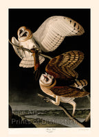 An archival premium Quality art Print of the Barn Owl by John James Audubon for Birds of America for sale by Brandywine General Store