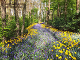 Wooded Landscape with Yellow Tulips and Grape Hyacinths premium print