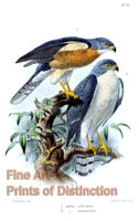 An archival premium Quality art Print of Accipiter Soloensis or Chinese Goshawk by John Gerrard Keulemans for sale by Brandywine General Store