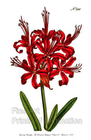 An archival premium Quality Botanical art Print of the Guernsey Amaryllis for sale by Brandywine General Store