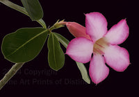 An archival premium Quality Art Print of a single bloom of the Desert Rose with a black background, making a striking picture for sale by Brandywine General Store