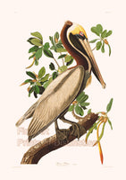 An archival premium Quality Art Print of the brown pelican drawn by John James Audubon for sale by Brandywine General Store