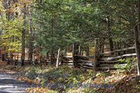 Rail Fence and Hemlock Trees Along a Country Road Art Print