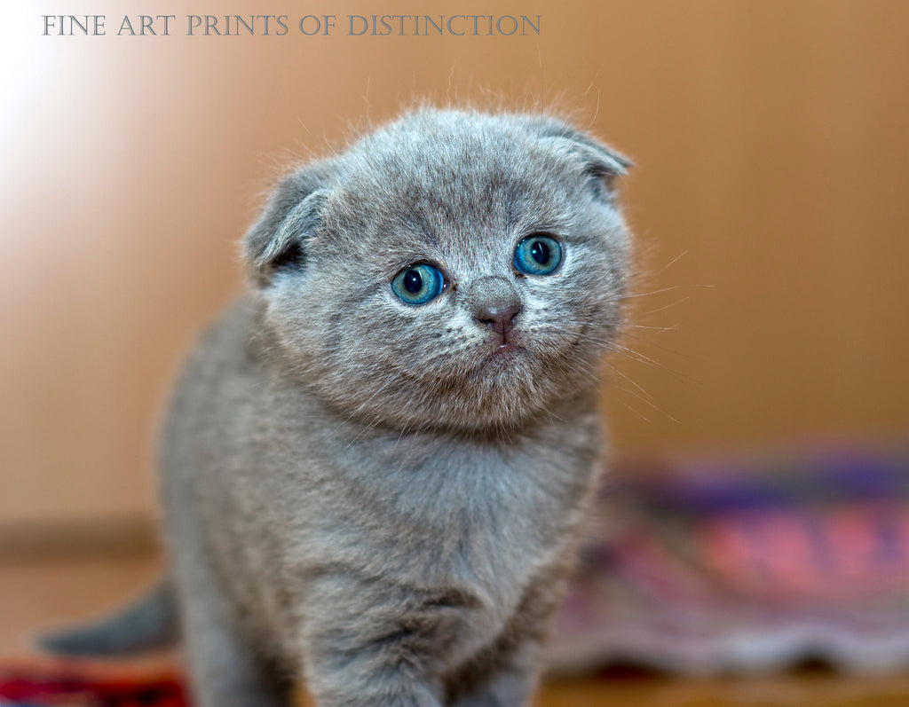 Small Baby Cat Blue Cute Kittens Tiny Gray Kitten Blue Gray Kitten