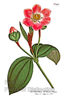 An archival premium Quality Art Print of the Three Ribbed Blakea as originally produced in the Curtis Botanical Magazine on August 01, 1799 for sale by Brandywine General Store