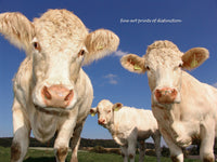 An archival premium Quality art print of Three Nosy Calves Staring at the Camera sold by Brandywine General Store
