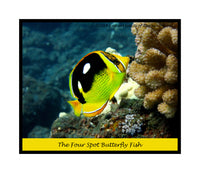 An archival premium Quality Poster of a Fourspot Butterfly Fish for sale at Brandywine General Store