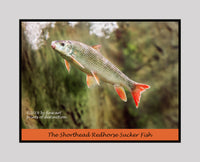 An archival premium Quality Poster of The Shorthead Redhorse Sucker fish for sale at Brandywine General Store