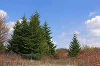 An archival premium Quality Art Print of a Group of Red Spruce Trees and a Single Specimen on Dolly Sods for sale by Brandywine General Store