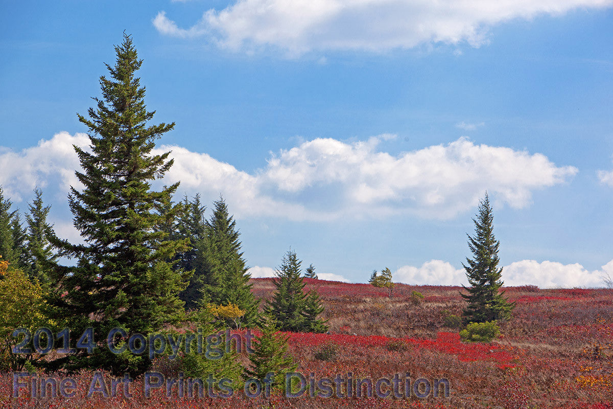 An original premium Quality Art Print of Red Spruce and Blueberries on the Dolly Sods Plain