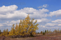 An archival premium Quality Art Print of Leaning Yellow Trees on Dolly Sods for sale by Brandywine General Store