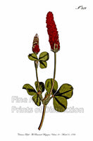 An archival premium Quality Botanical art Print of the Crimson Trefoil as was originally published in Curtis Botanical Journal on March 01, 1796 for sale by Brandywine General Store